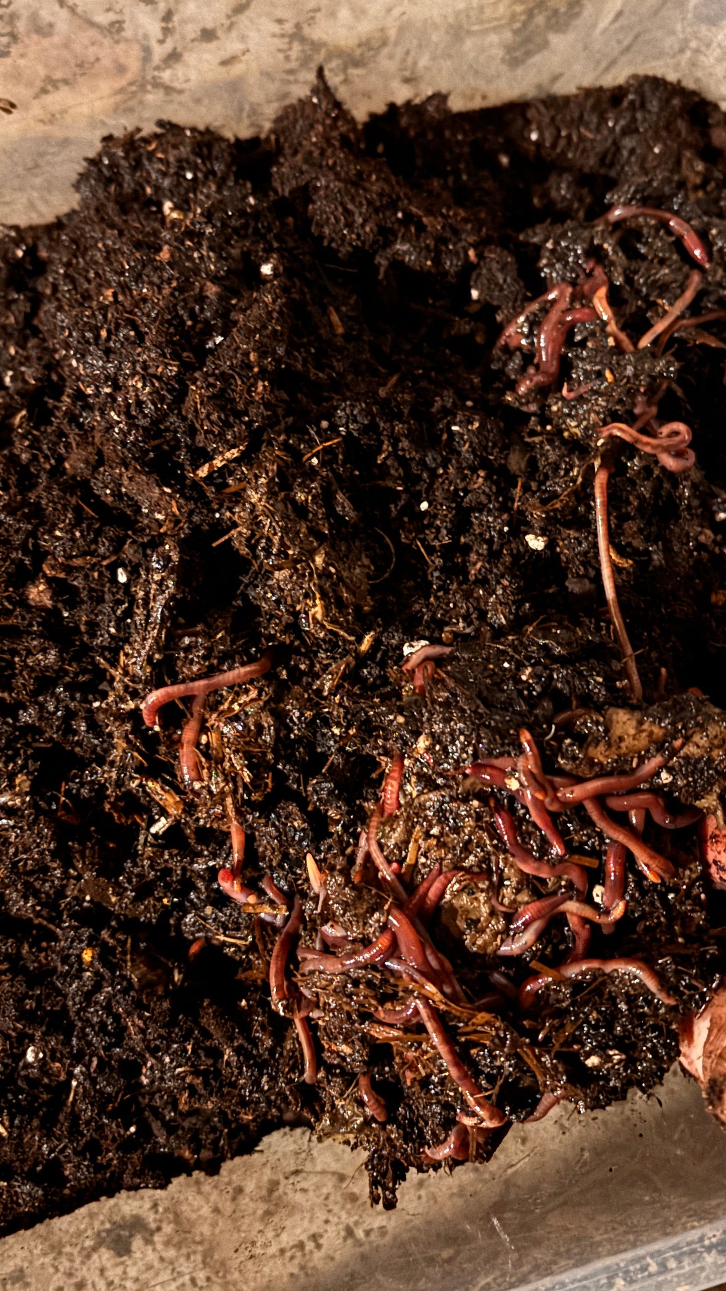 Red Wiggler Worms - 1 Pound