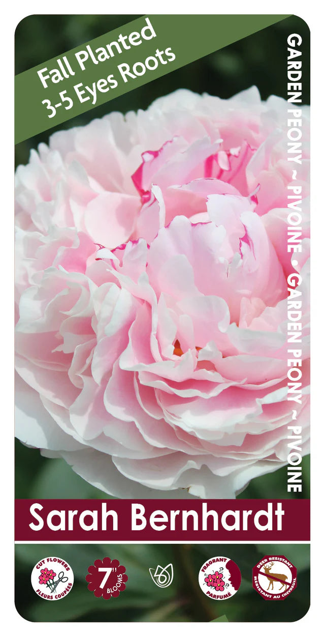 Peony Sarah Bernhardt 3/5 eye