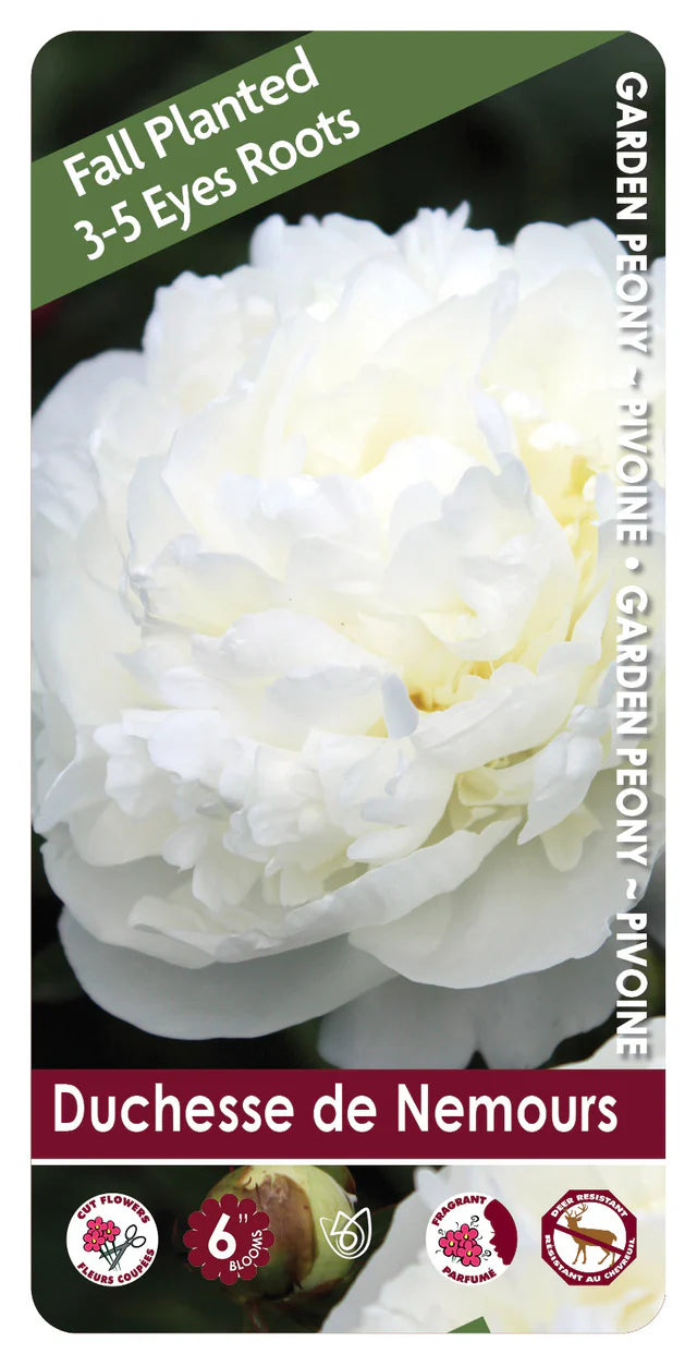 Peony Duchessd de Nemours
