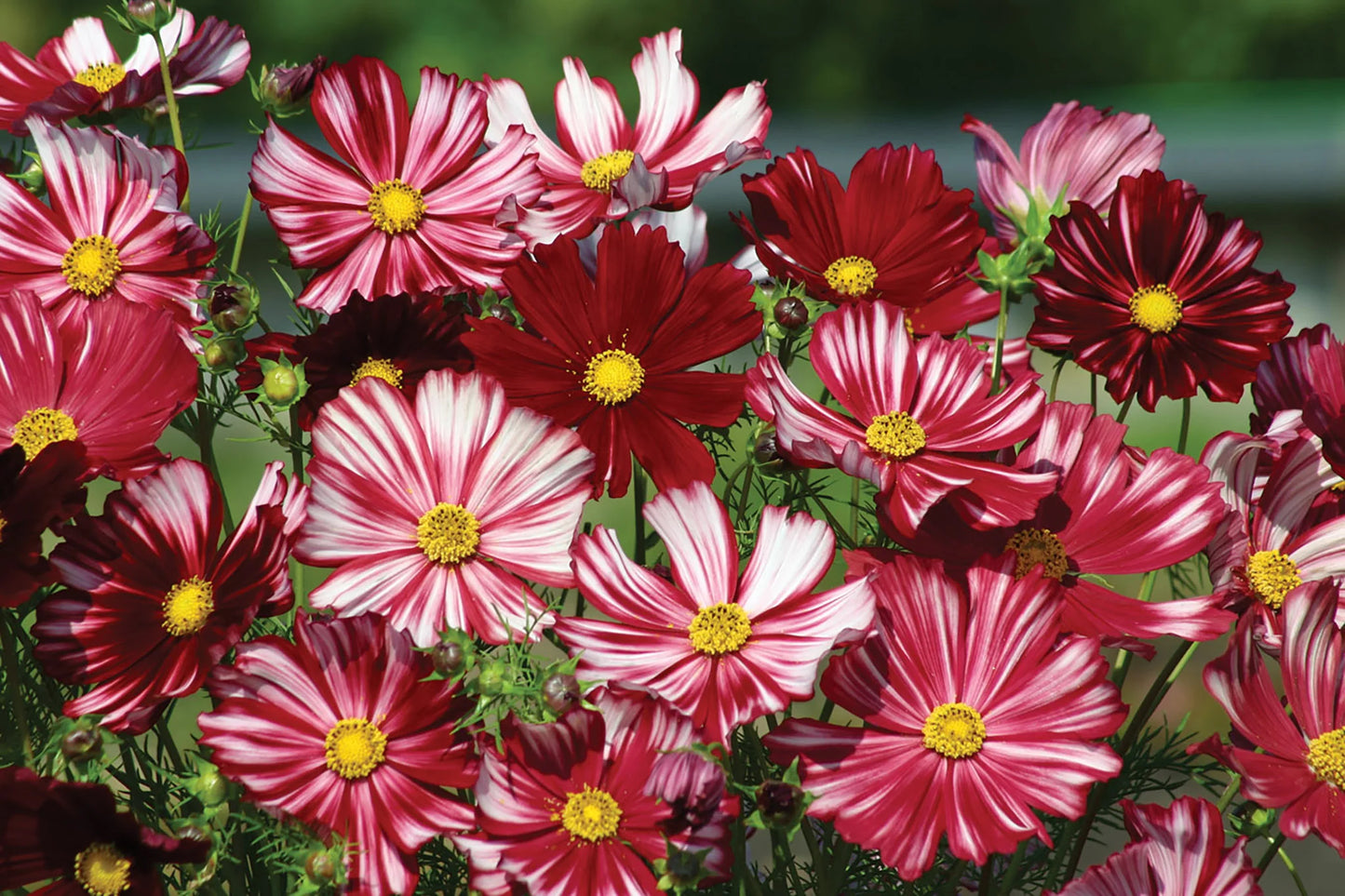 Cosmos bunch