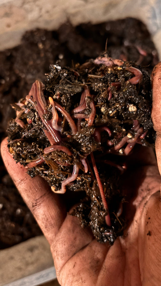 Red Wiggler Worms - 1 Pound