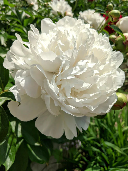 Peony Duchessd de Nemours
