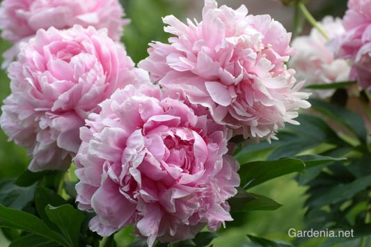 Peony Sarah Bernhardt 3/5 eye